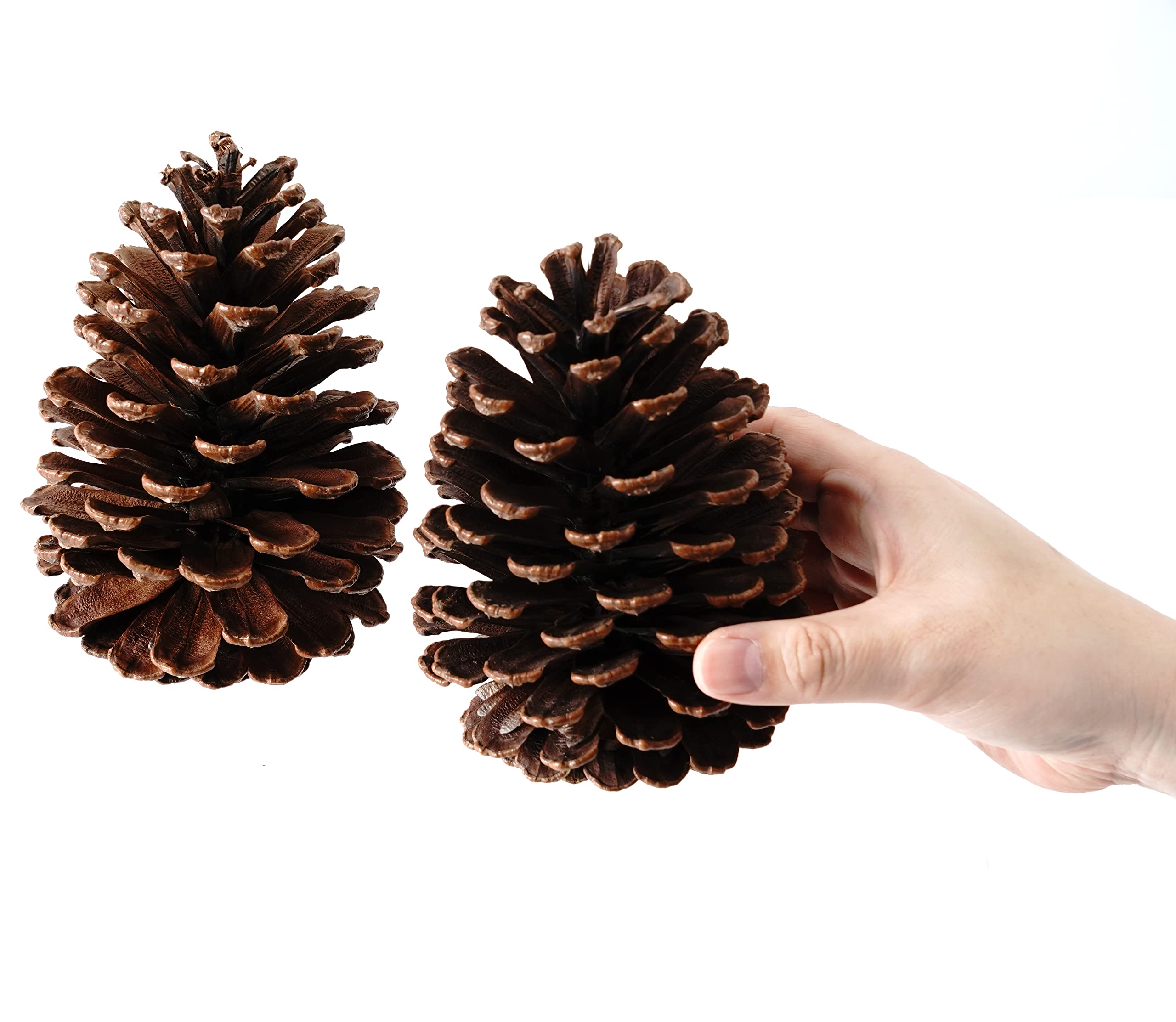 Amazon.co.jp: SEIDO 超巨大松ぼっくり 松ぼっくり 大きい 着火剤 国産