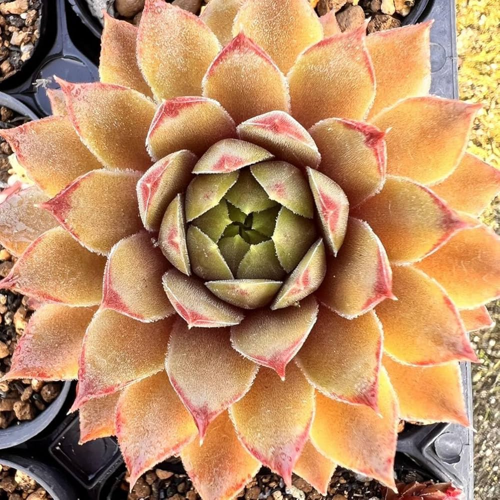 Amazon｜ジェロナ1つセンペルビウム多肉植物｜観葉植物 オンライン通販