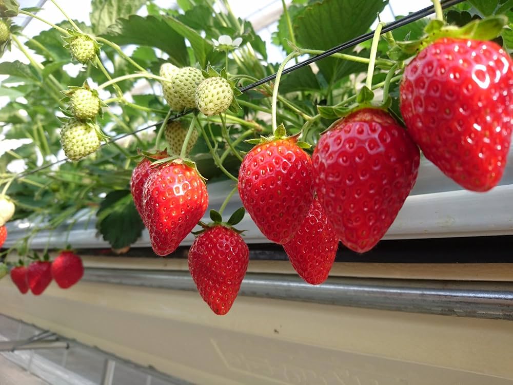 Amazon | ココピート 圧縮梱包 25kg 復元約200L アク抜き済 ココチップ