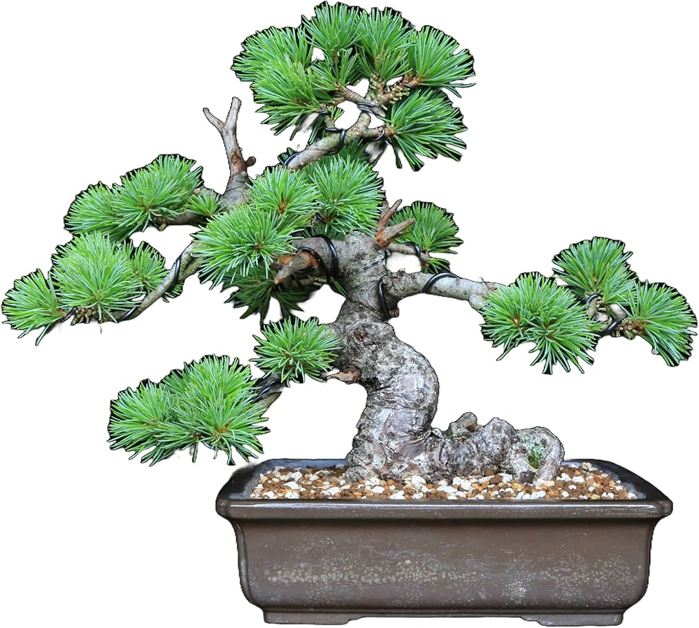Amazon.co.jp: 吾妻五葉松【大巓性】ダイテンショウ 実生 小品盆栽