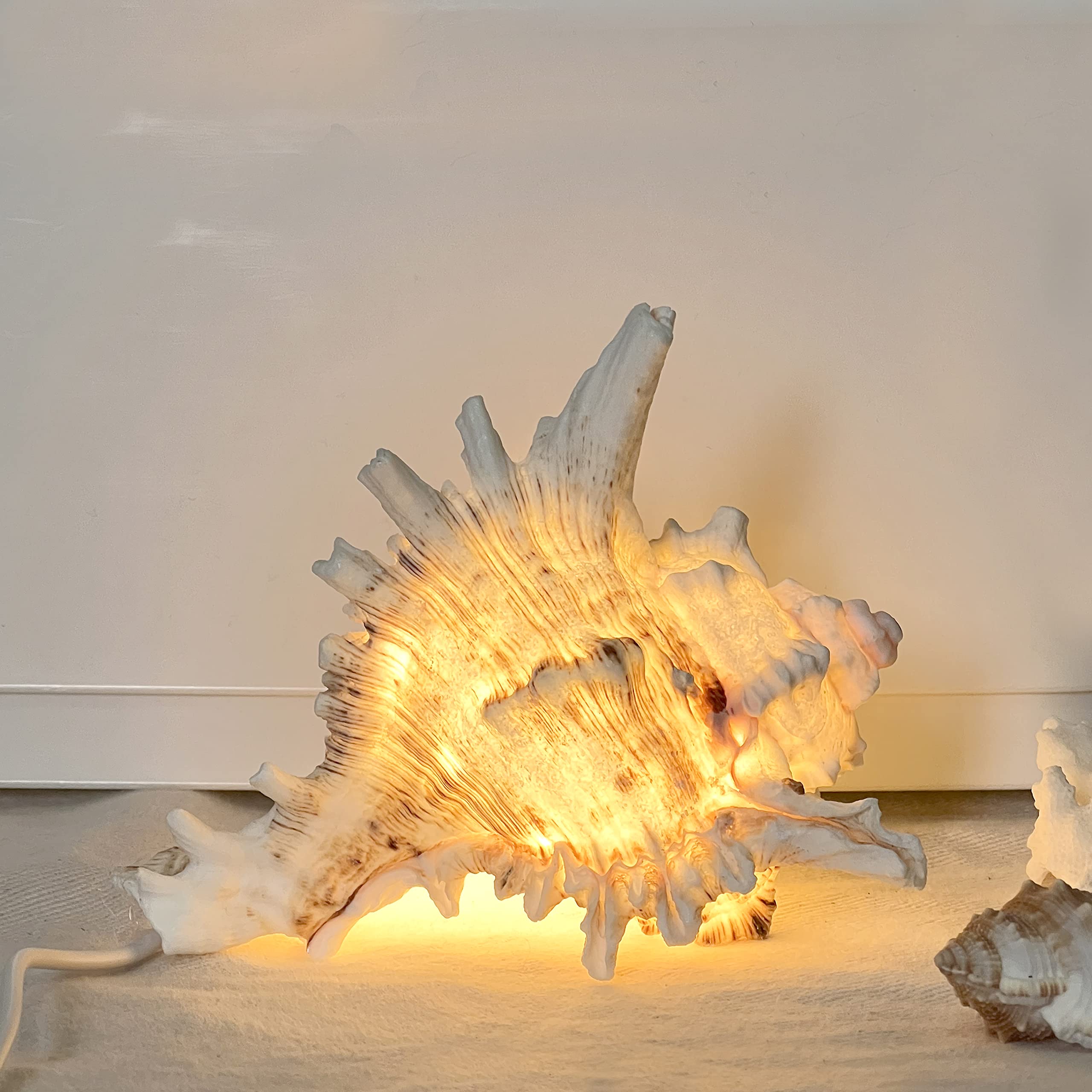 Amazon.co.jp : MIYA LIFE(ミヤライフ) マジックコンクシェルランプ