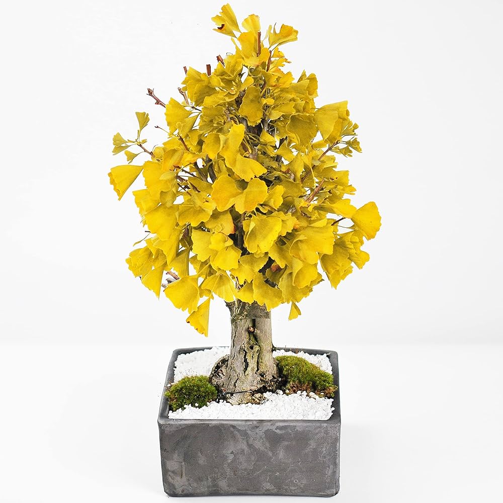 Amazon.co.jp: 盆栽妙 イチョウの大木 銀杏 観葉植物 鉢植え 紅葉