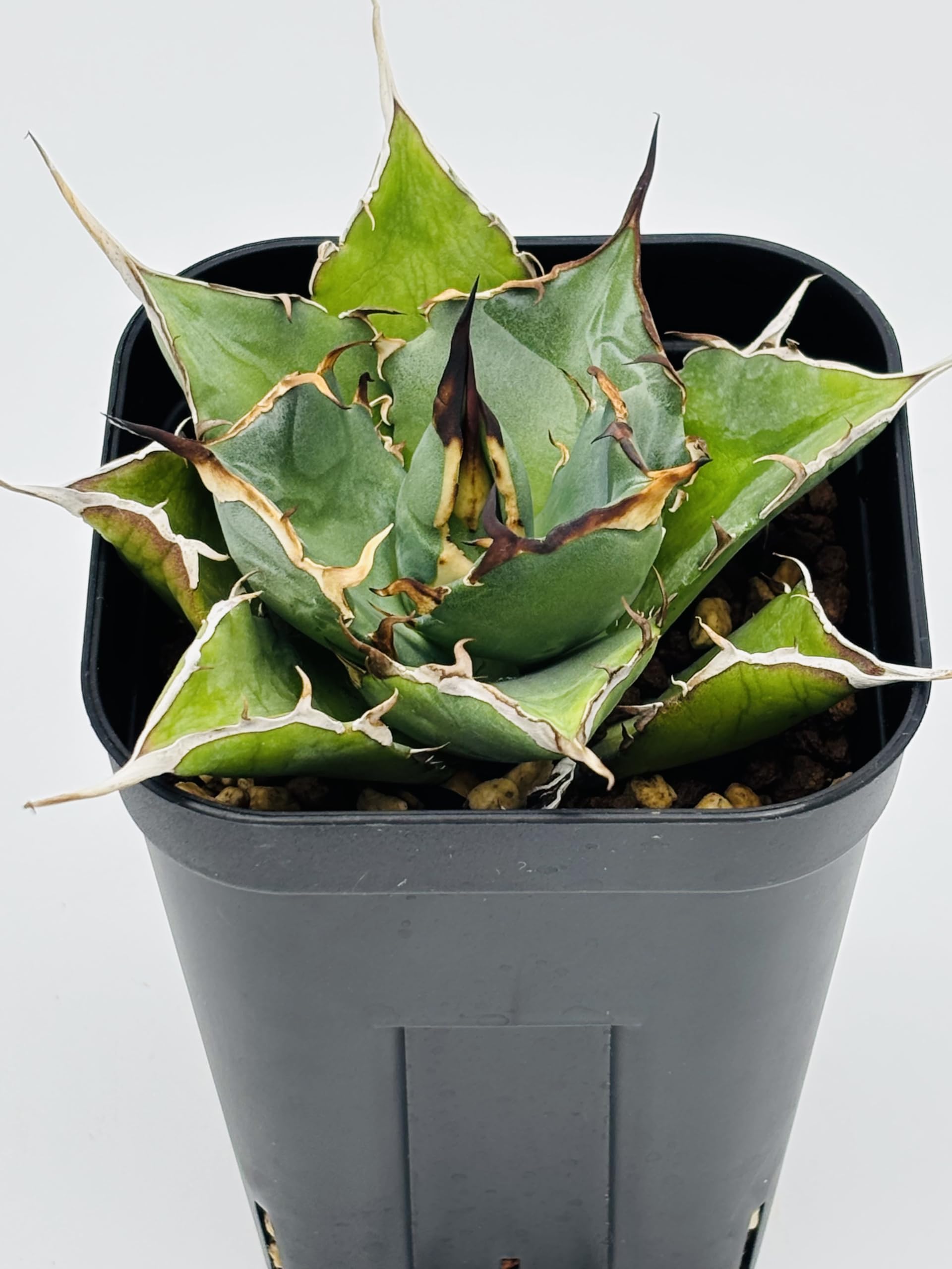 Amazon｜アガベ チタノタ ハデス 黒帝斯/Agave titanota 'Hades'/観葉