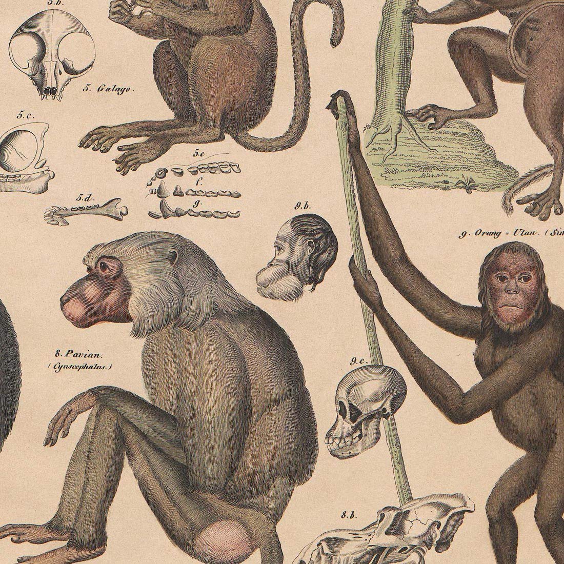 Amazon.com: Meishe Art Poster Print Vintage Monkeys Apes