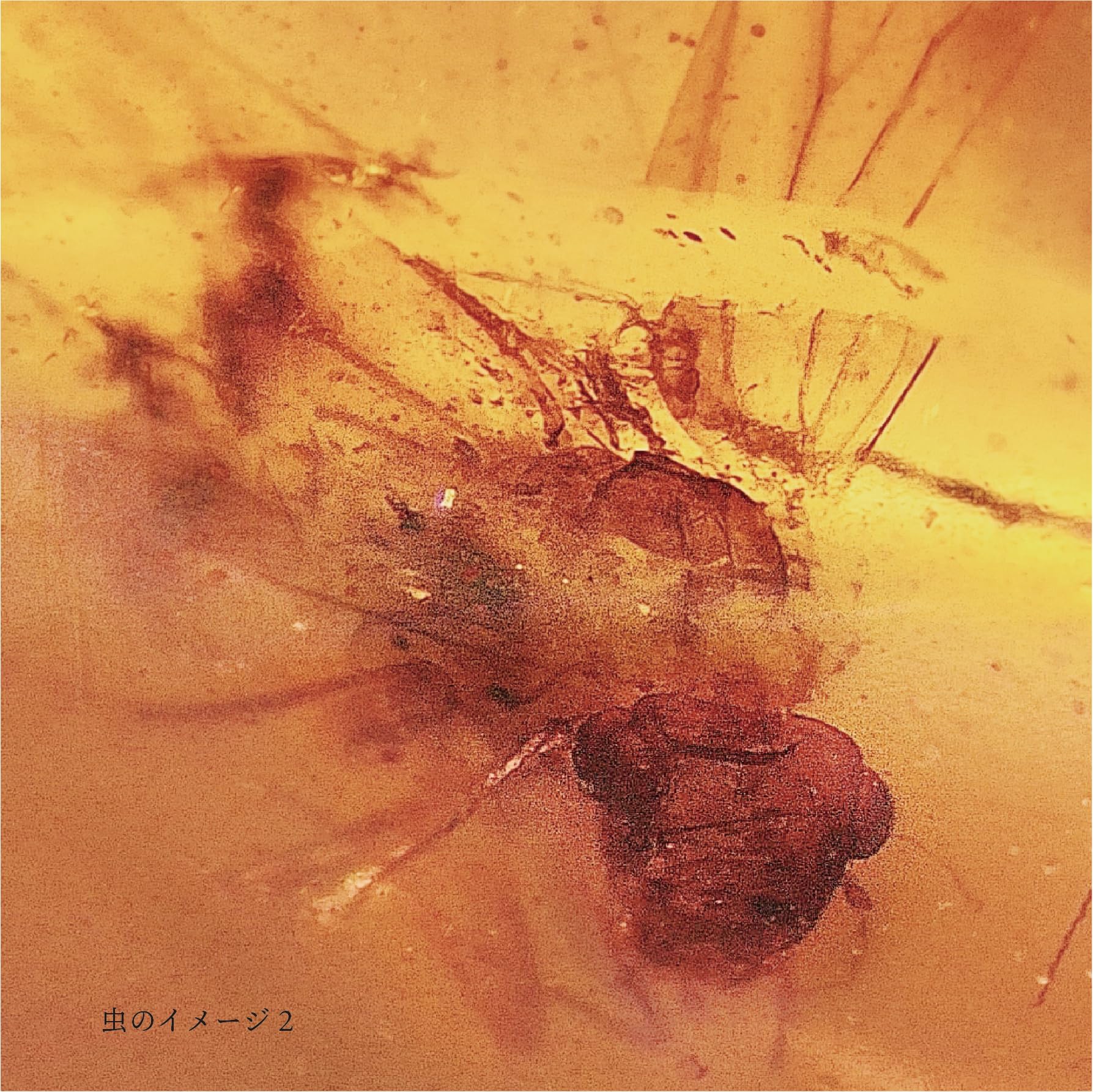 Amazon | 9900万年前の虫入りコハク化石 恐竜時代の虫入り琥珀 白亜紀