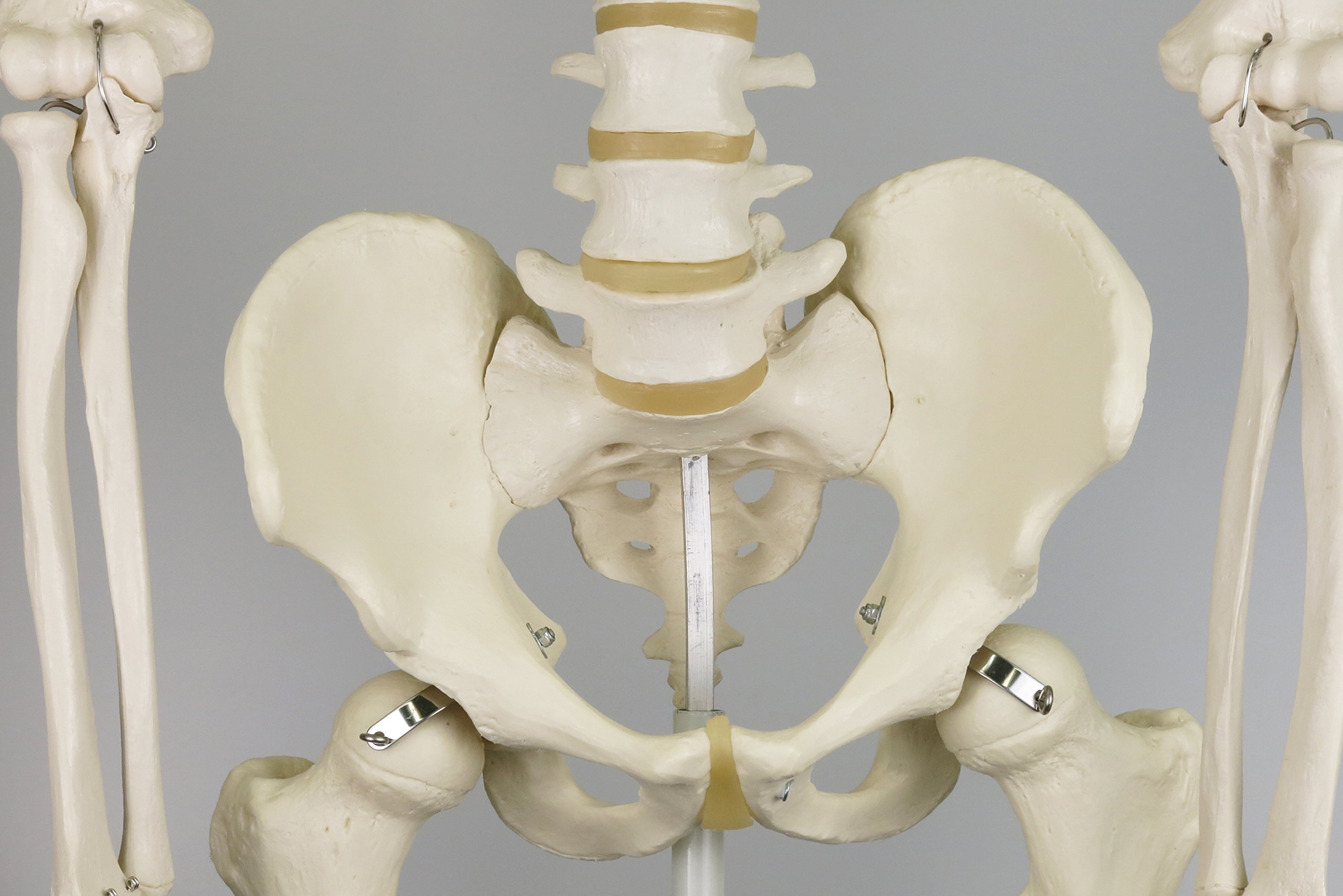 Amazon.co.jp: 等身大の全身骨格模型 スタン・標準型骨格モデル，吊り