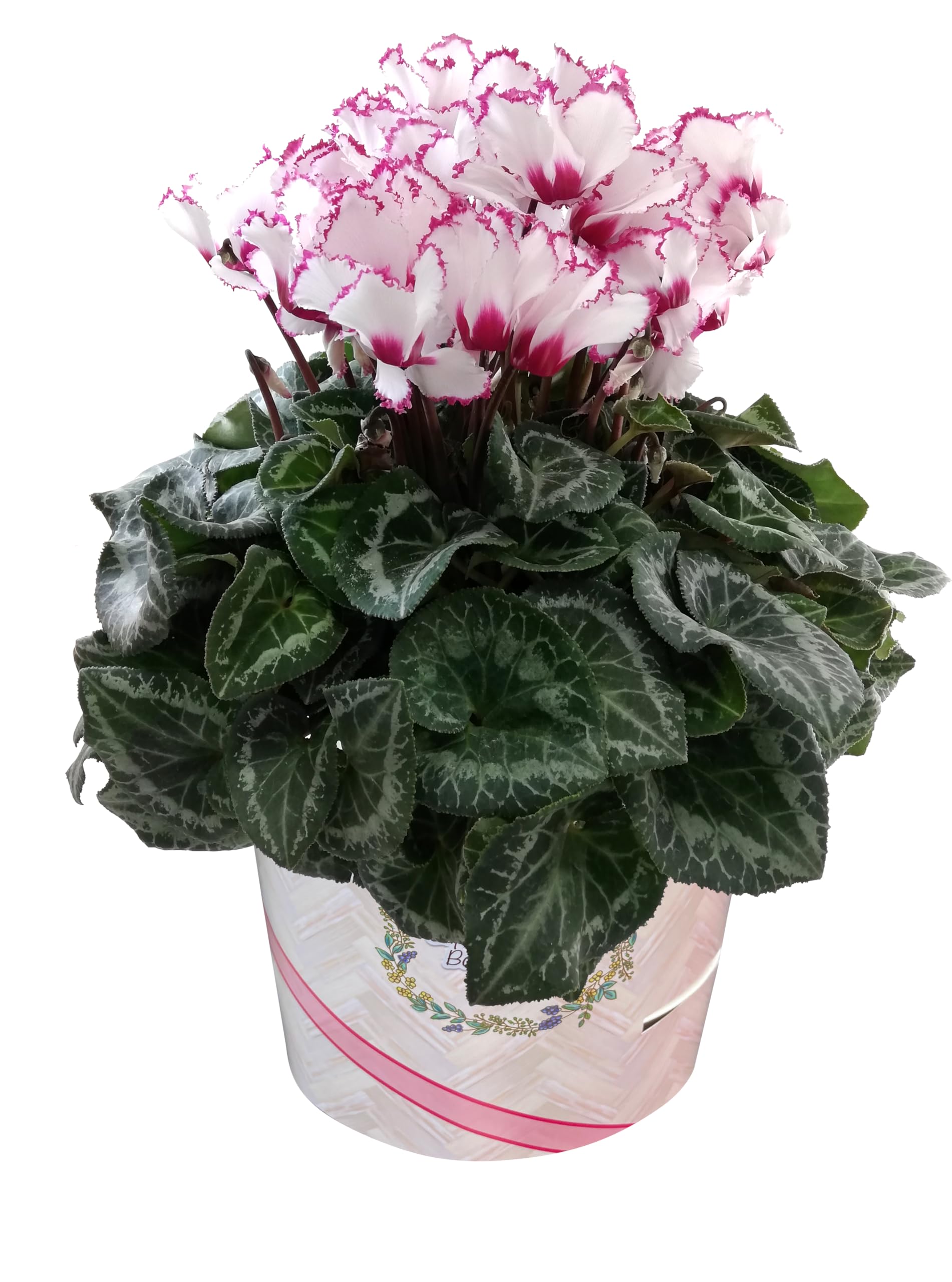 Amazon | 花のギフト社 シクラメン ギフト プレゼント 花 鉢植え 鉢花