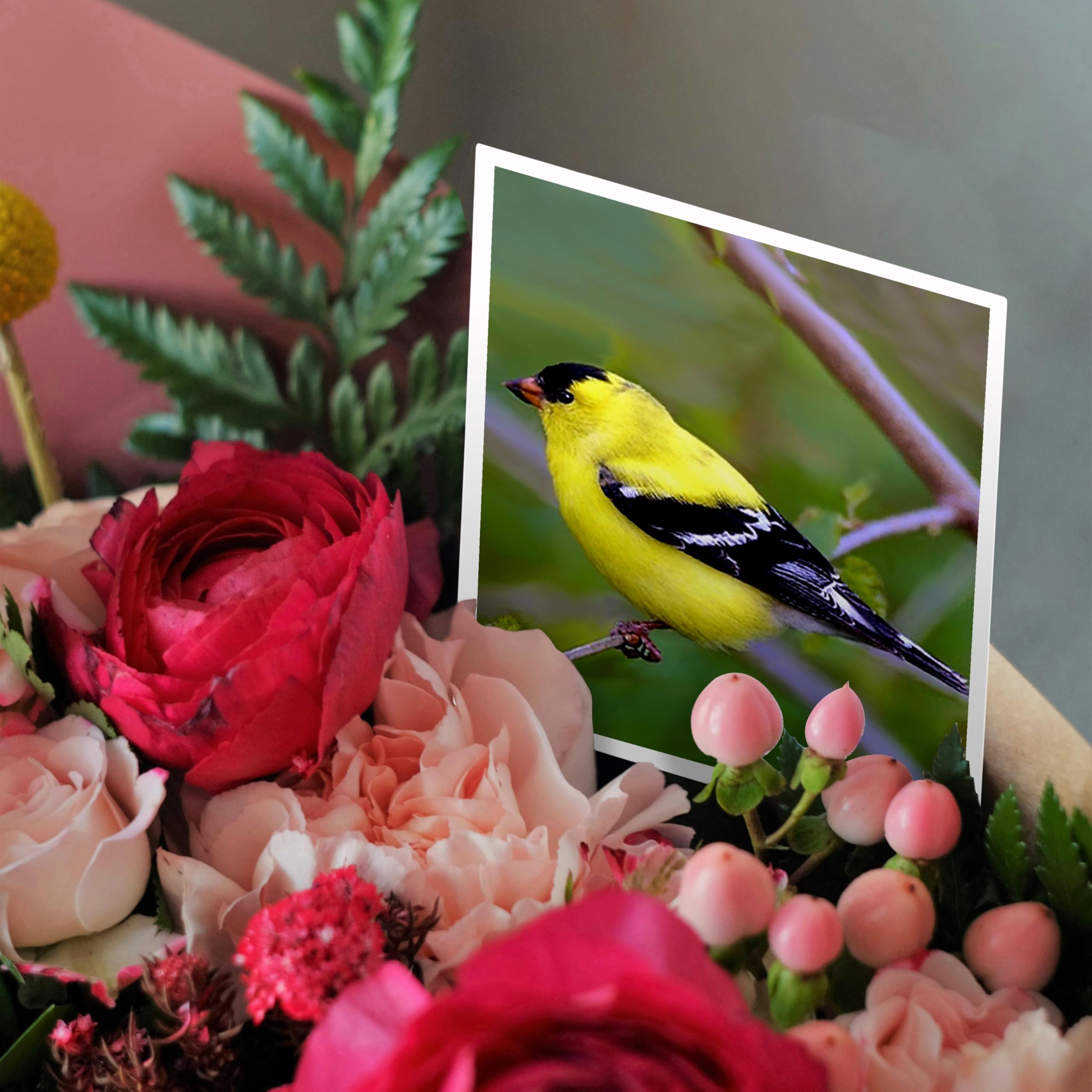 Amazon.co.jp: 鳥 – Americanゴールドフィンチ – グリーティングカード