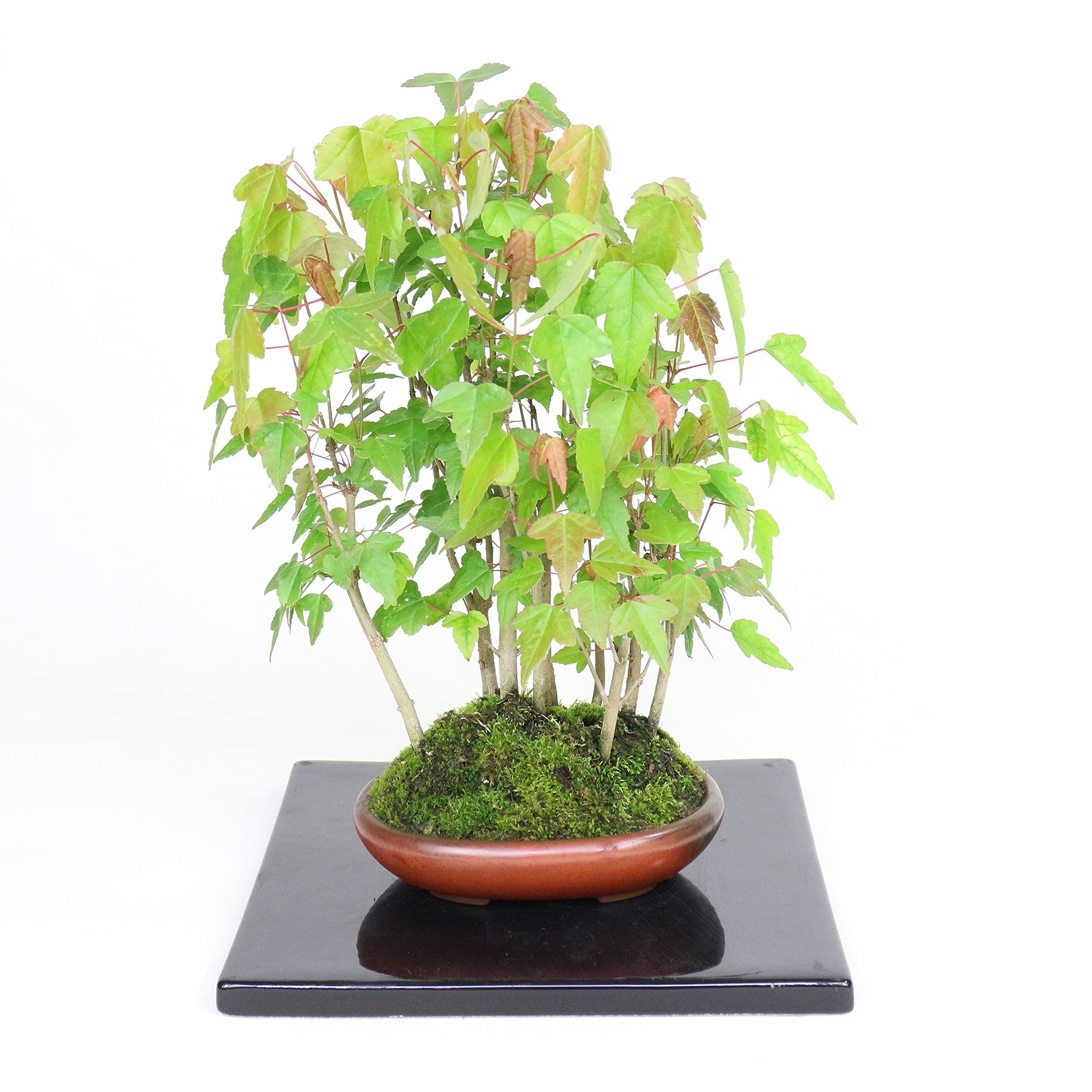 Amazon.co.jp: 清香園 小さな森が楽しめる楓 カエデ 寄せ植え楓林の