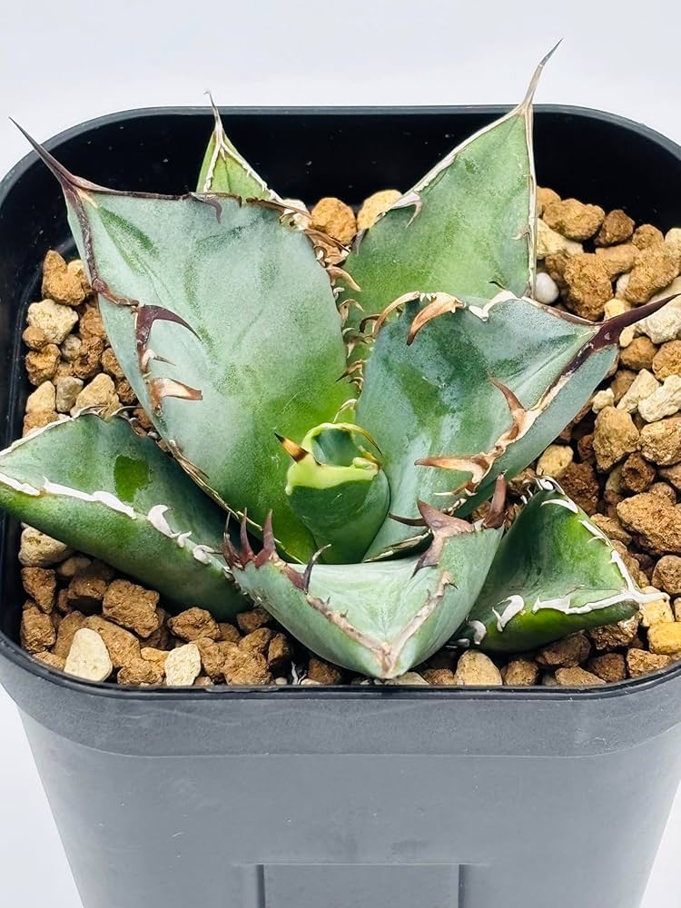 Amazon｜アガベ チタノタ 黒鯨/Agave titanota 'Black Whale'/観葉植物