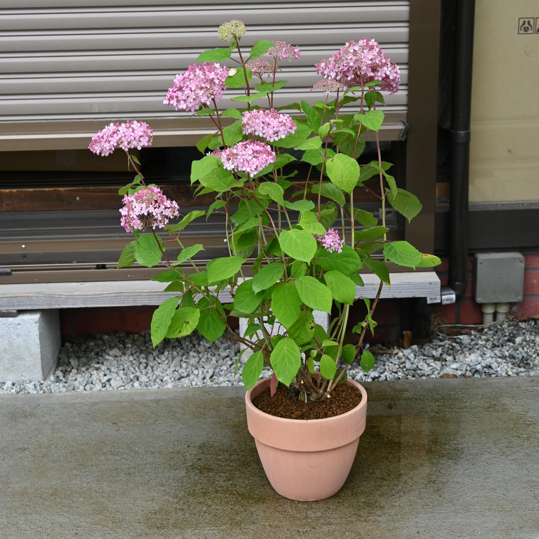 Amazon｜2025年母の日ピンクアナベル鉢植え アナベル鉢植え6号