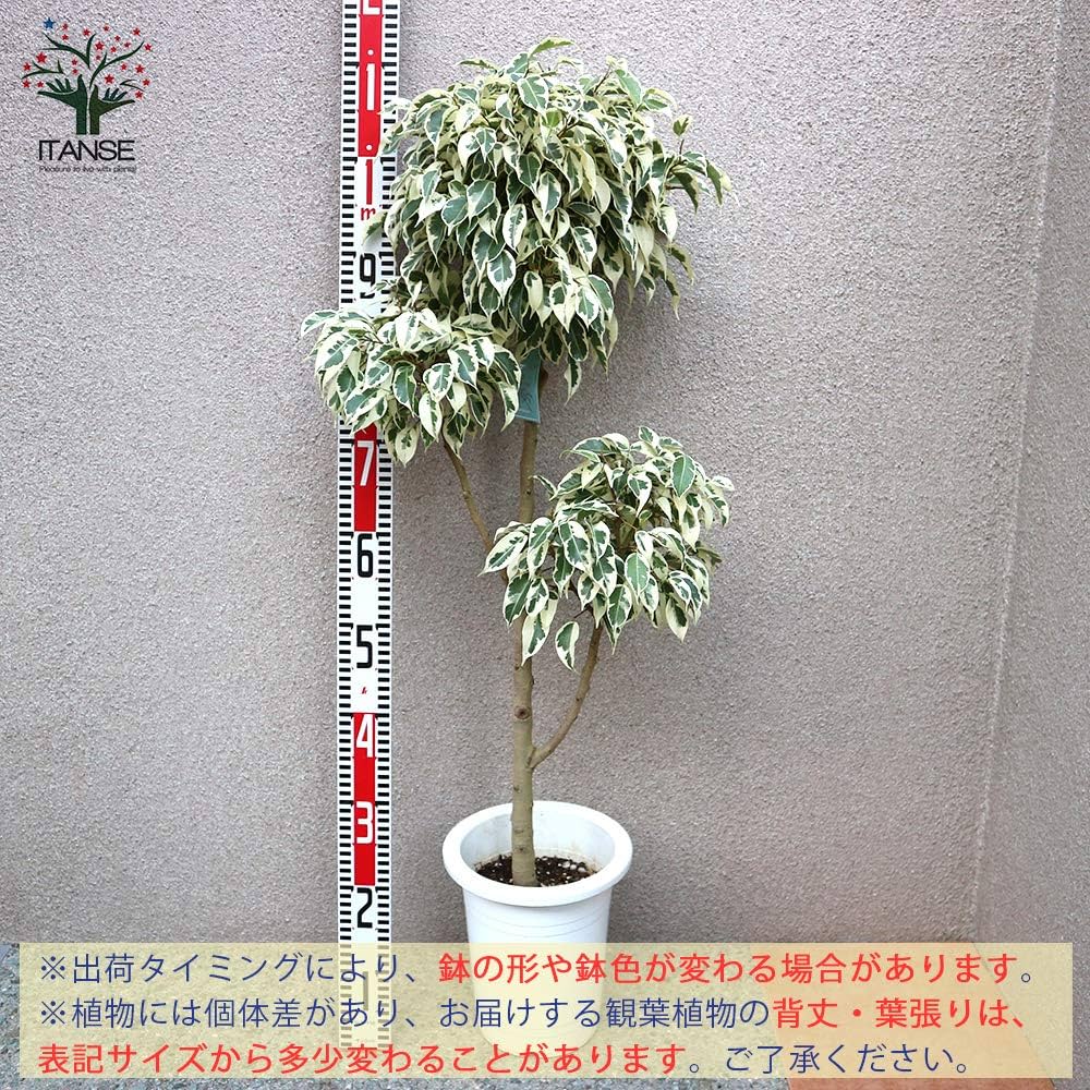 Amazon｜フィカス ベンジャミン スターライトビューティークイーン 7号