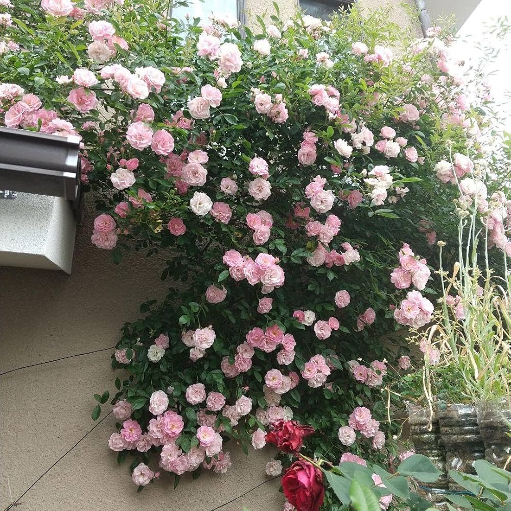 Amazon.co.jp: 長尺挿し木バラ苗(ピンクサマースノー) : DIY・工具