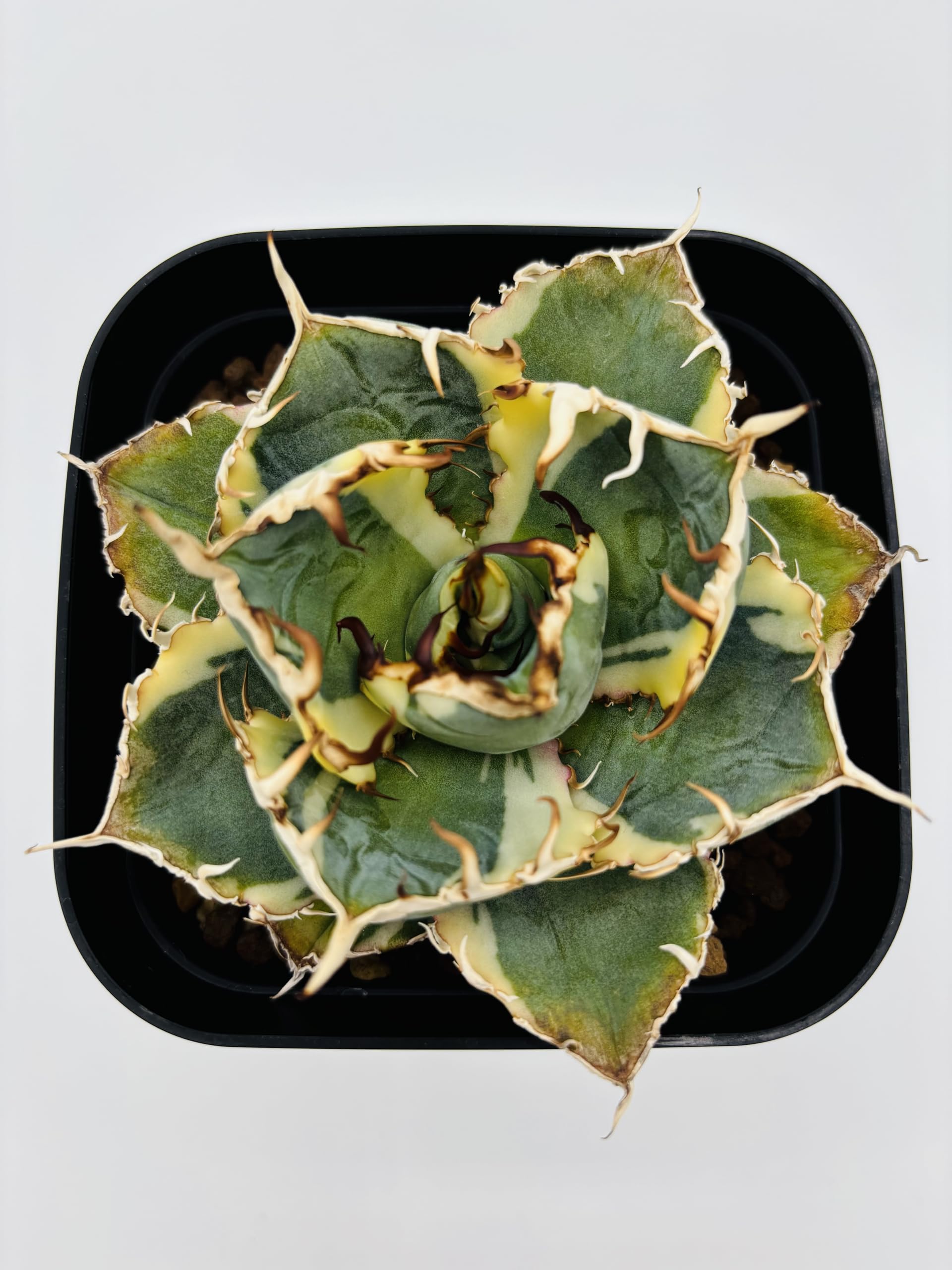 Amazon｜アガベ チタノタ 白鯨 (ハクゲイ)/ Agave titanota 'White