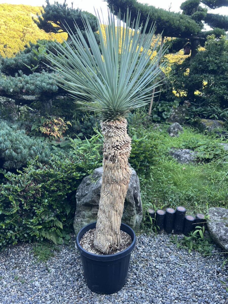 専用 特割 ユッカロストラータ 太株 (う) 専用出品 特割 ユッカ