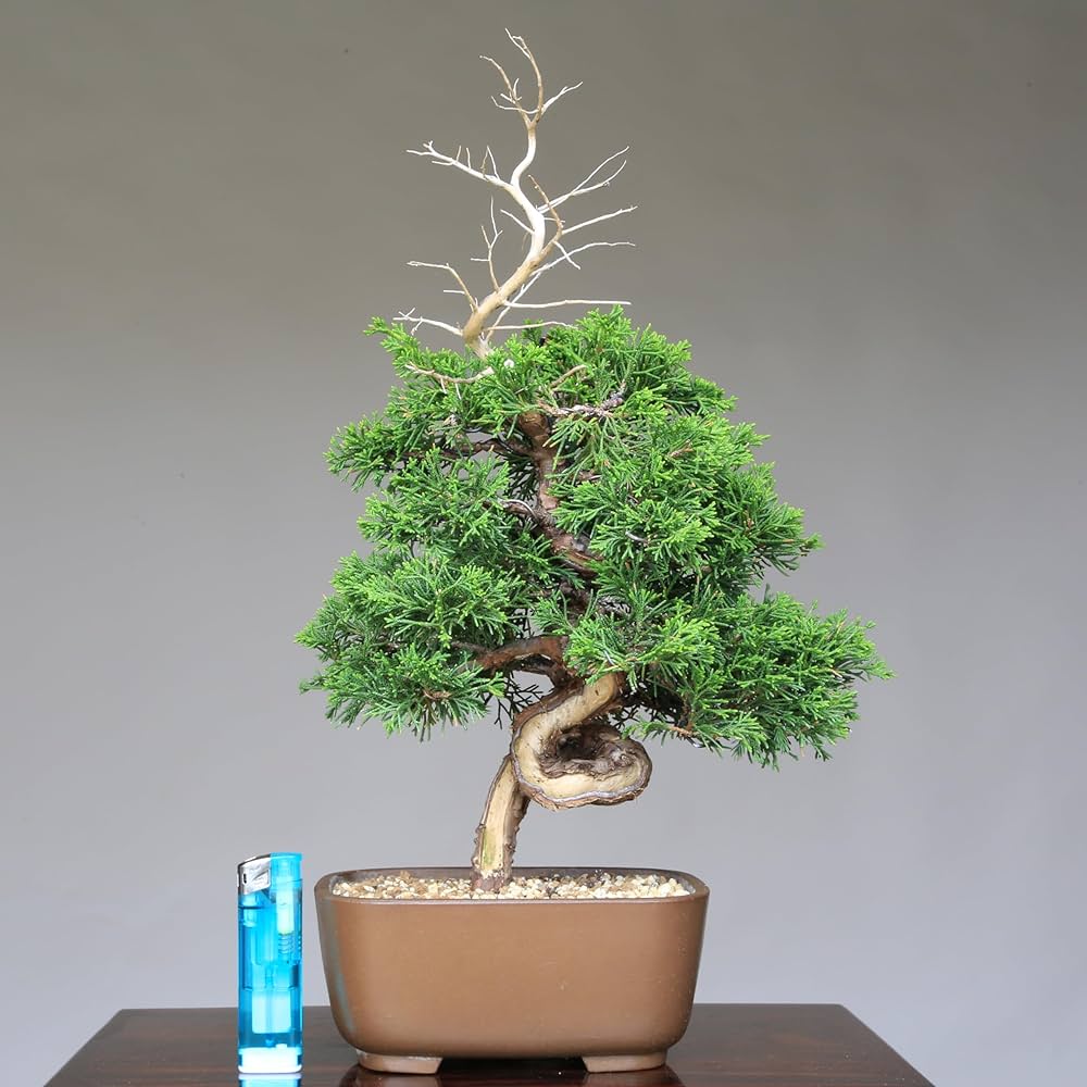 81f4PSaGnwL._AC_UF1000,