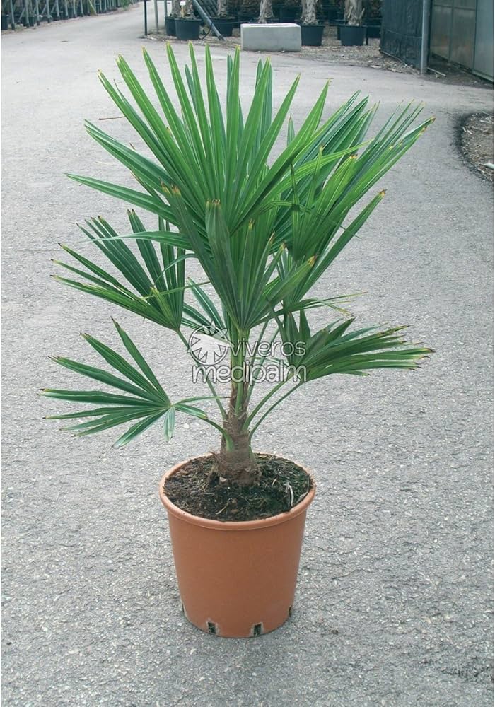 Amazon｜【観葉植物／種子】Trachycarpus FortuneiChinesische