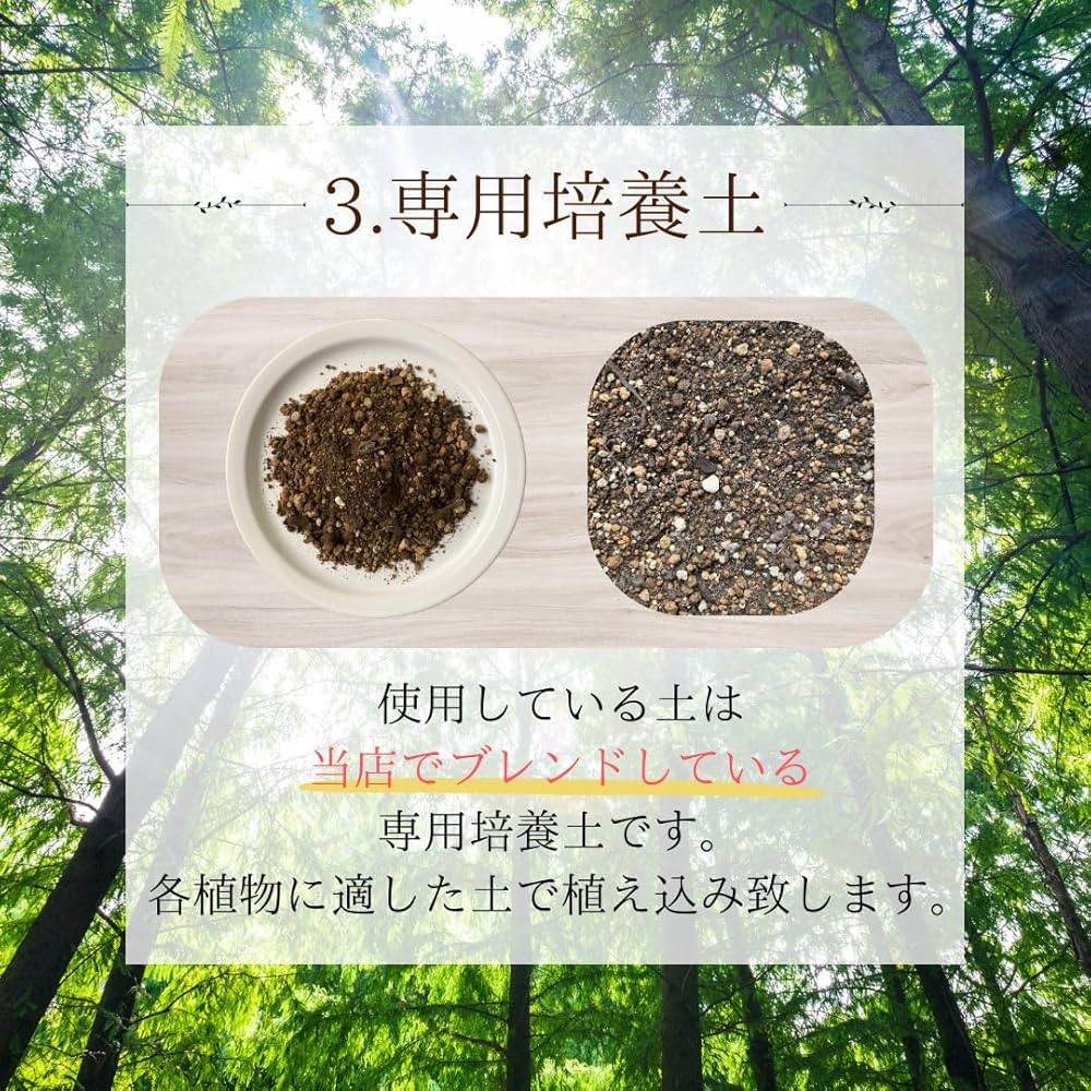 Amazon｜SUZUHA エバーフレッシュ 観葉植物 本物 曲がり仕立て 7号