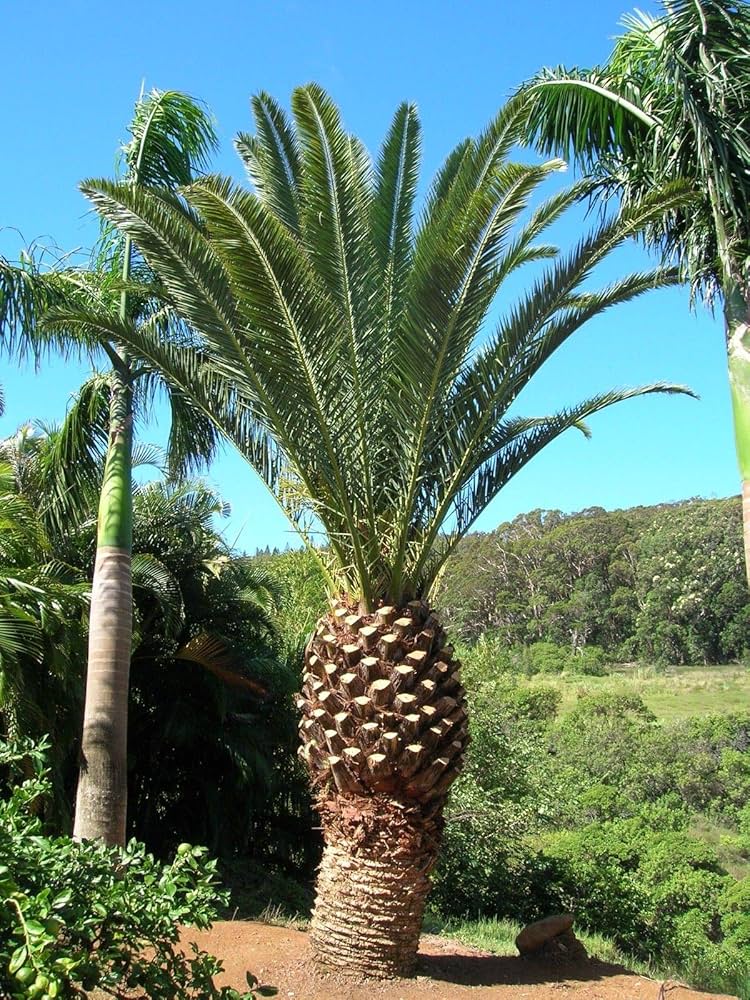 Amazon｜【種子】Phoenix Canariensis◇フェニックス・カナリーヤシ