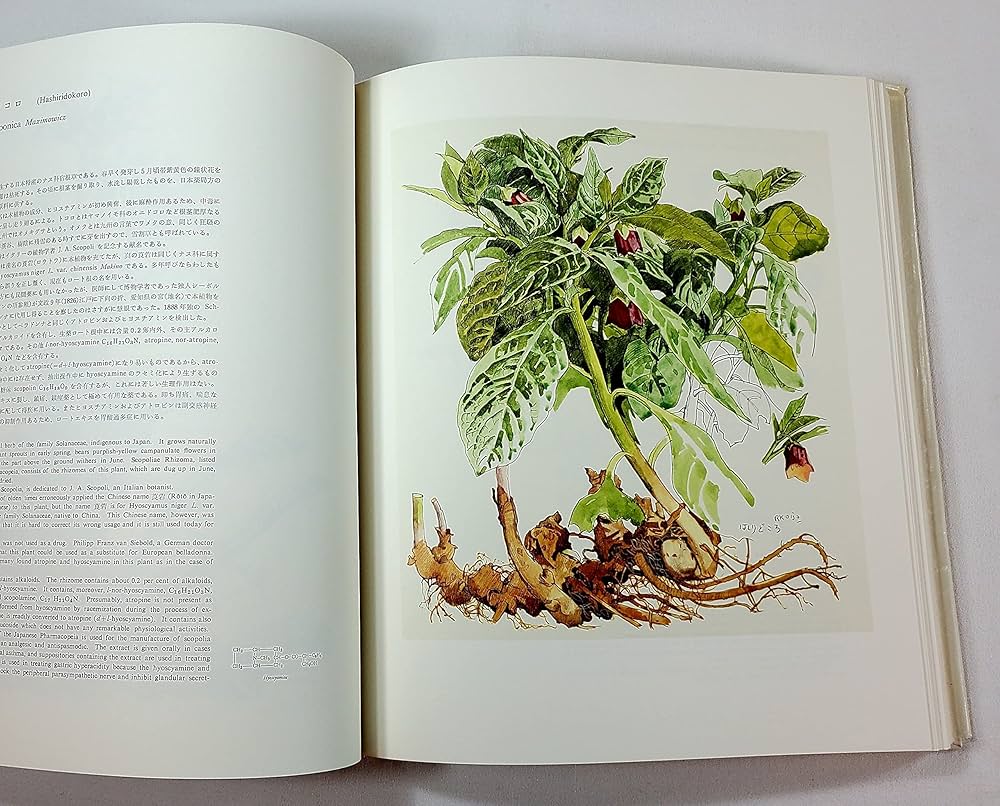 Amazon.co.jp: 薬用植物画譜 : 刈米 達夫, 小磯 良平: 本