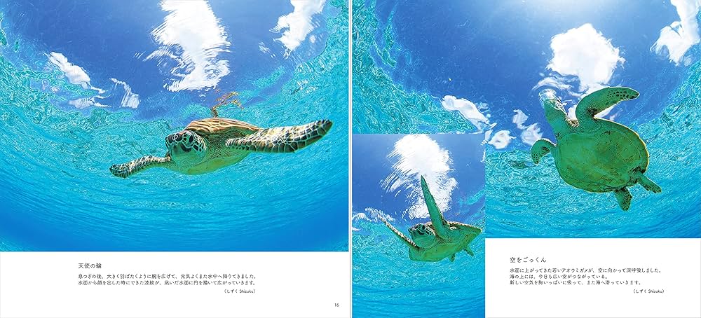 となりのウミガメ Our Neighbor The Sea Turtle (うみまーる写真集