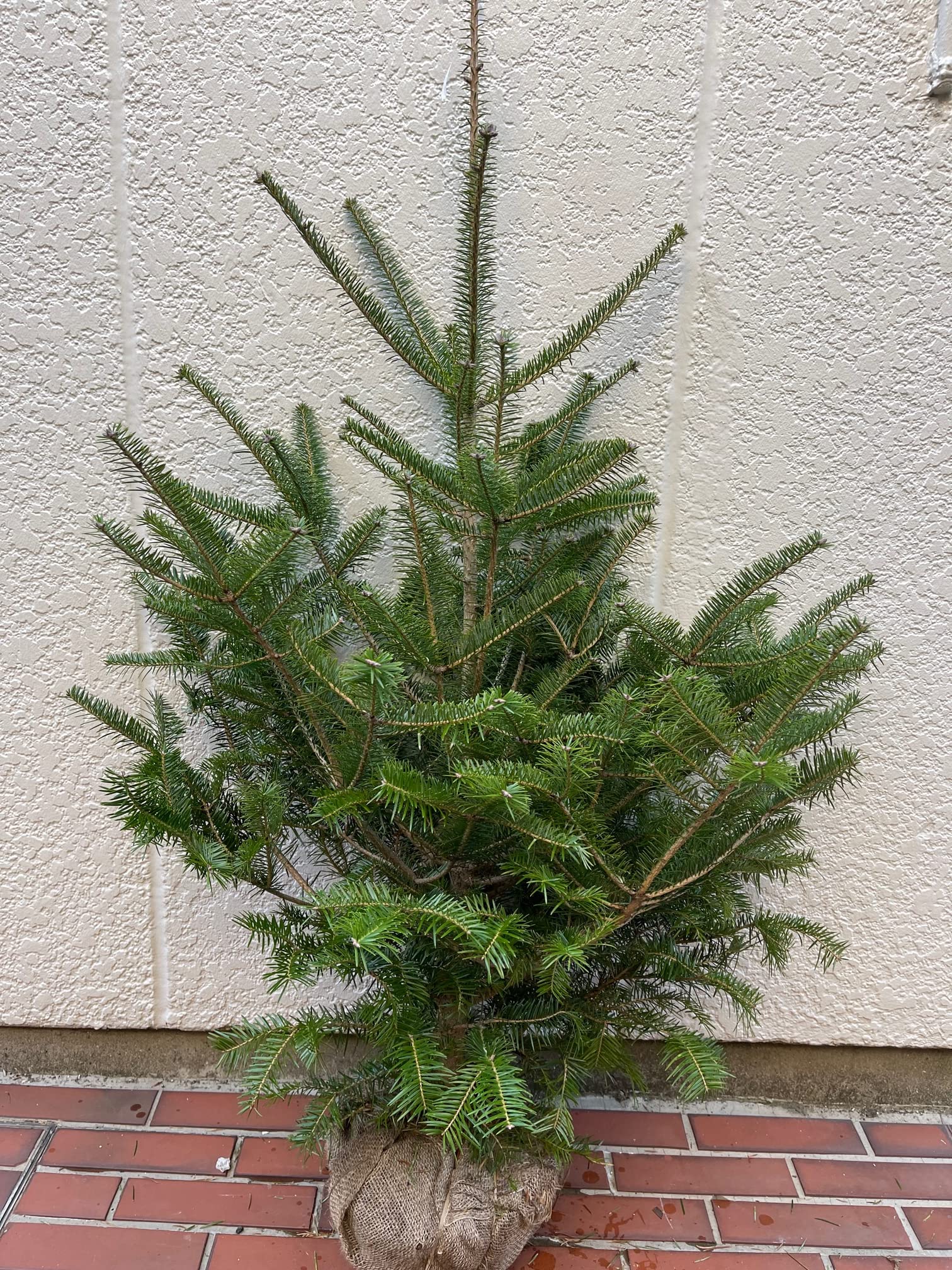 Amazon.co.jp: モミの木 本物のクリスマスツリー樅の木120センチ