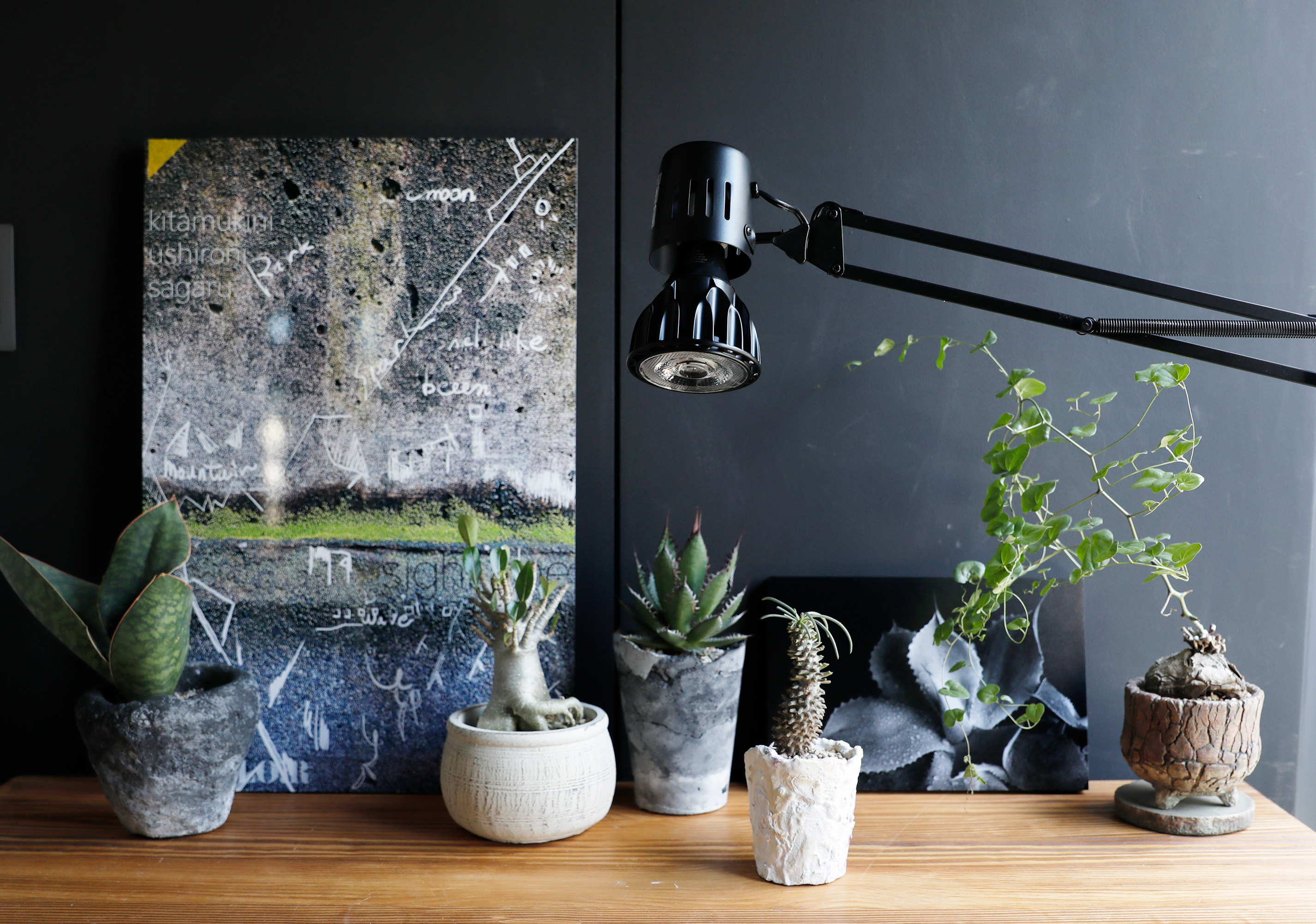 Amazon.co.jp: 【公式】BRIM(ブリム) LUNA 24W 植物育成ライト LED E26