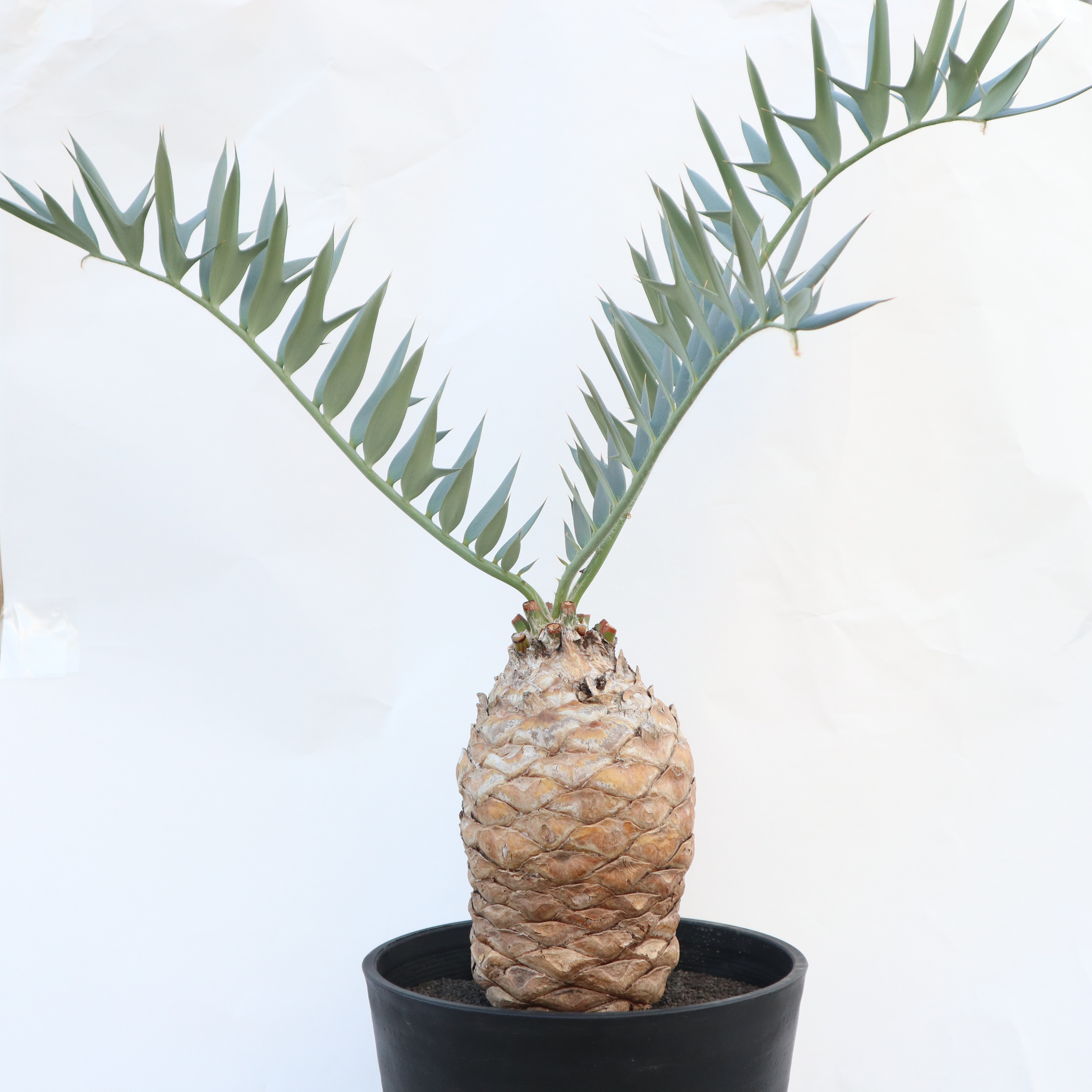 エンセファラルトス ホリダス no.2 | mana's green