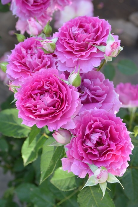 バラ苗【中苗】シェエラザード 国産苗 6号鉢植え品［農林水産省 登録