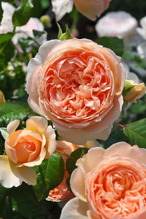 バラ苗【中苗】まそら【真宙】マソラ 国産苗 6号鉢植え品［契約品種