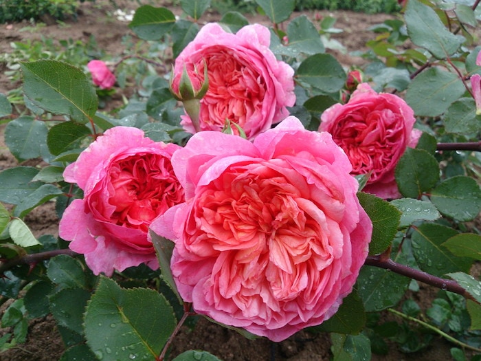 冬季大苗】バラ苗 フラマンローズ 国産苗 6号鉢植え品［農林水産省