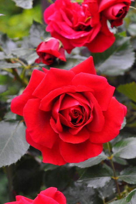 バラ苗【中苗】シンパシー 国産苗 6号鉢植え品《J-CL20》 | すべての