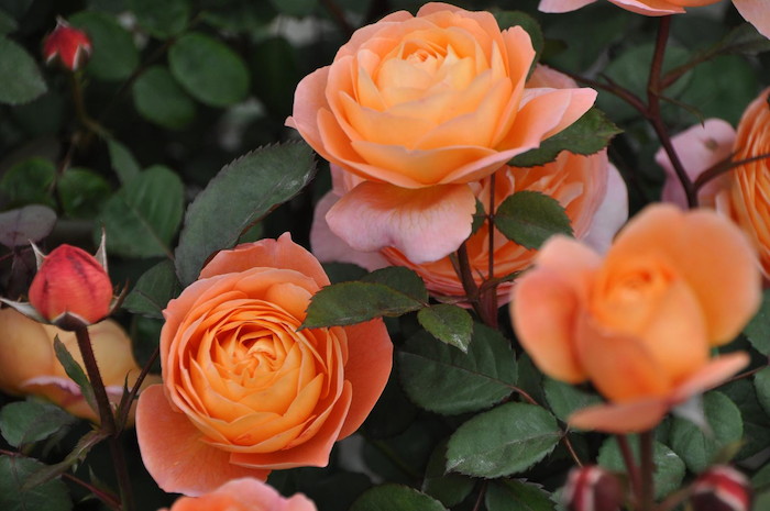 冬季大苗】バラ苗 レディエマハミルトン 輸入苗 7号鉢植え品［農林水産