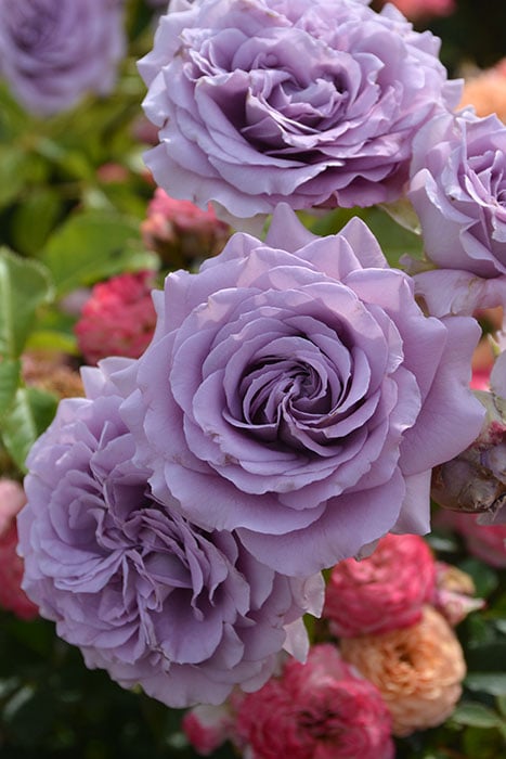 バラ苗【中苗】リリエンタール 国産苗 6号鉢植え品［農林水産省 品種