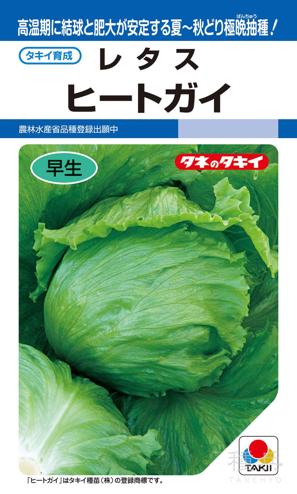 夏秋どり結球レタス 種 『ヒートガイ』 ALE175 タキイ種苗 | たね,葉菜