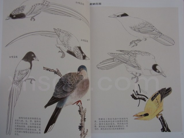 禽鳥 工筆花鳥画法 水墨花鳥画画法 中国絵画/禽鸟 工笔花鸟