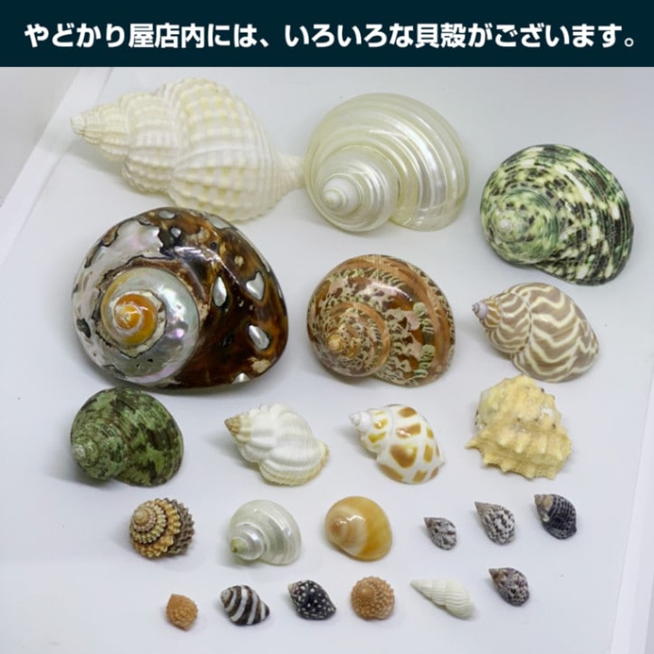 サイズオーダー貝殻セット→商品説明確認してください。 | 貝殻