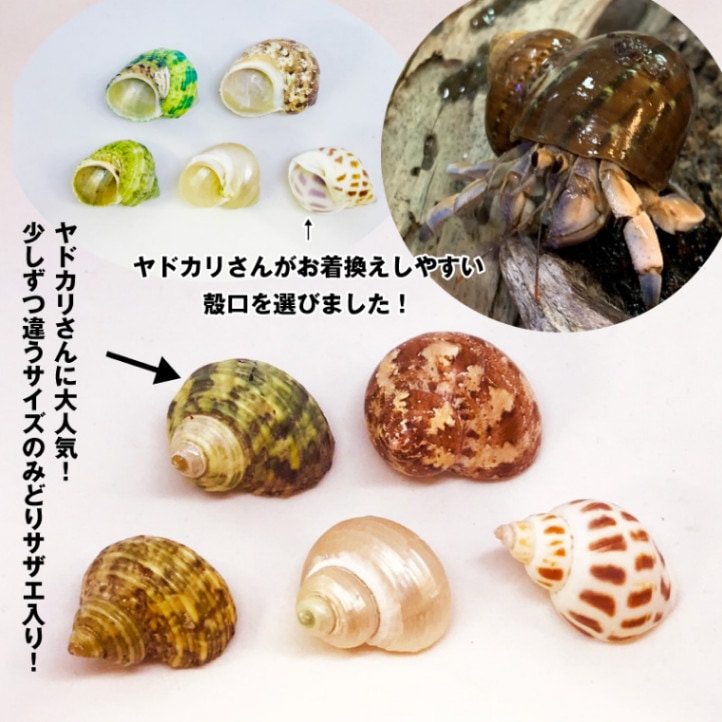 キラキラサザエ入り♪ヤドカリ引越用貝殻 S-L5個セット（殻口約1.5