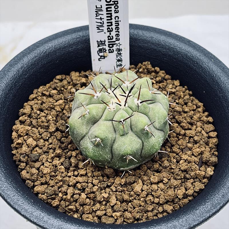 サボテン：コピアポア コルムナアルバ 孤竜丸*M 幅4cm ☆赤松実生