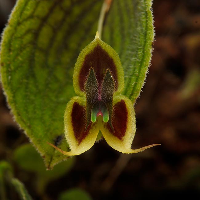Lepanthes dodsonii [ レパンテス・ドドソニー ] 【 PN200422-08 】