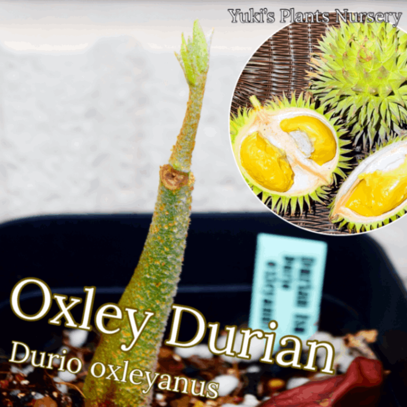 オクスレイ・ドリアン 苗[ワイルド・ドリアン] Durio oxleyanus