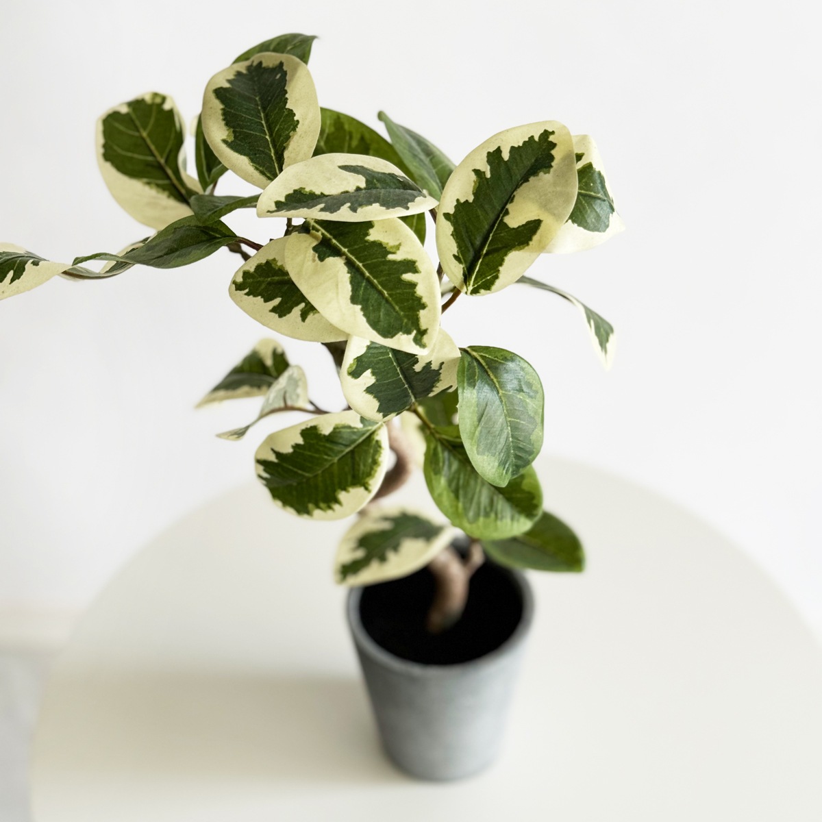 フィカス・アルテシマ H45cm（ポット付き）｜フェイクグリーンなら