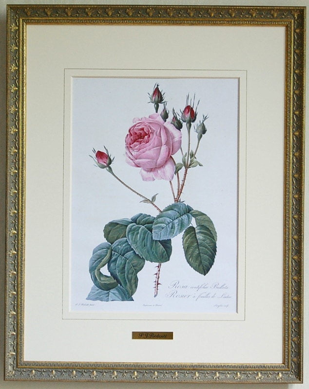 新]ルドゥーテ「淡いピンクの古代バラ」大