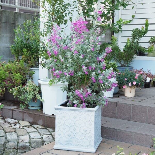 レウコフィルム 10号 プラスチック鉢 園芸 花 通販 greenery