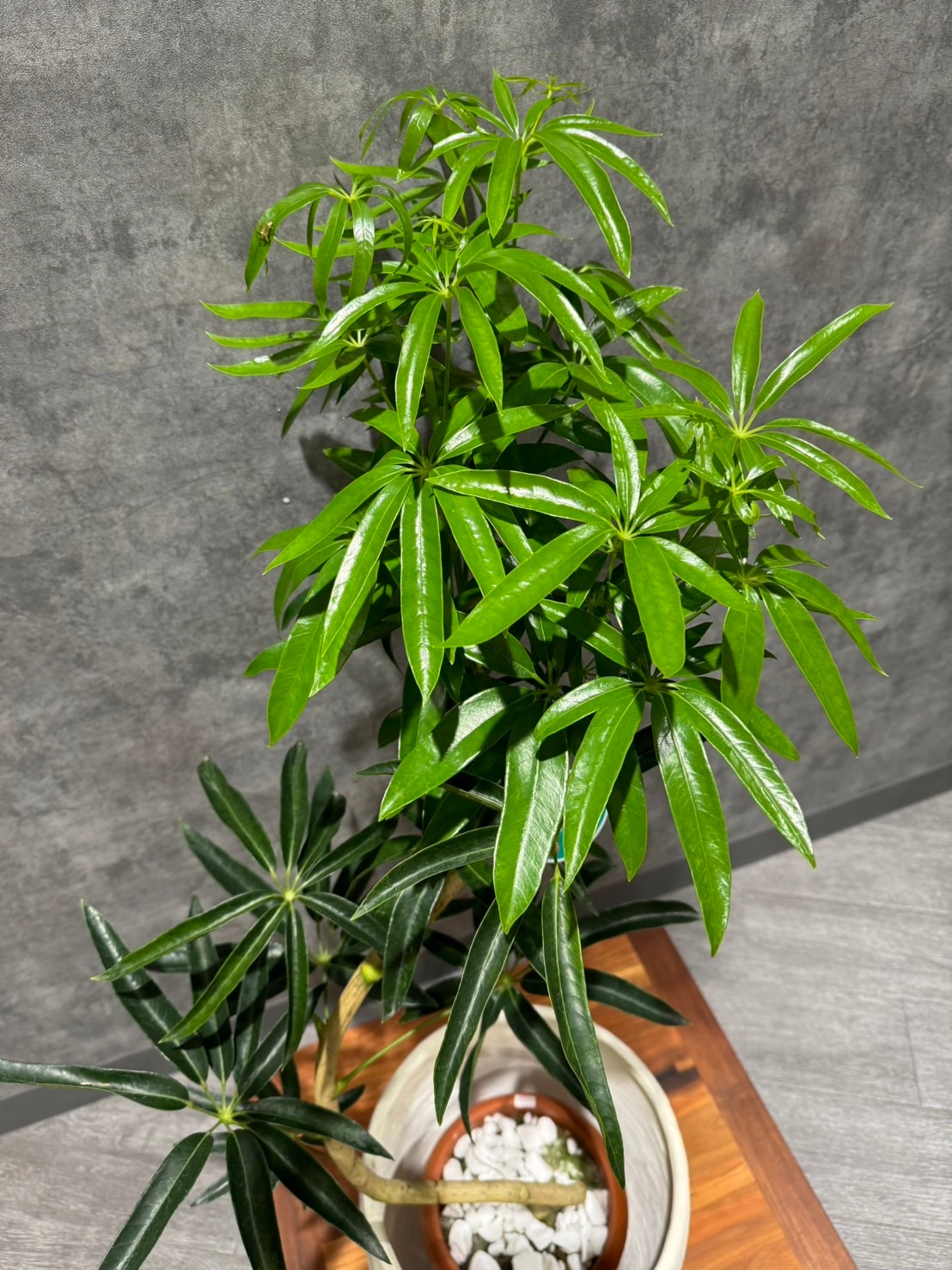 シェフレラ アンガスティフォリア | 観葉植物 | 観葉植物通販