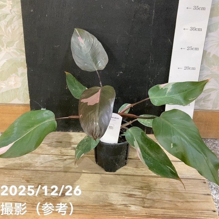 観葉・多肉,フィロデンドロンの購入なら赤塚植物園オンライン 花の音