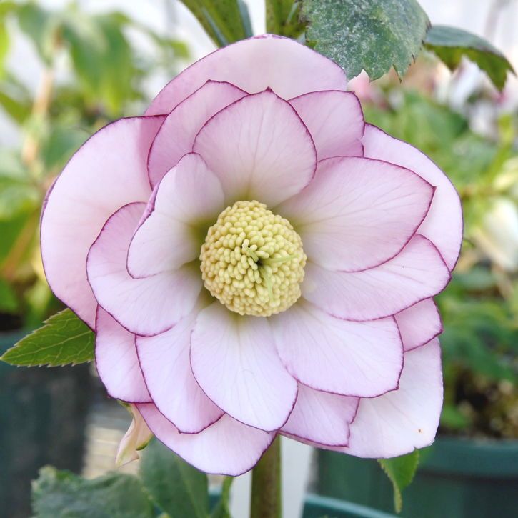 草花,クリスマスローズ,クリスマスローズ伊勢みやびの購入なら赤塚