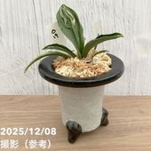 現品お届け】豊明園 万年青 オモト 関白 陶器鉢（O15）｜観葉10-TU