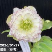 一点物】加藤農園 クリスマスローズ Little Collection 4.5号（KT20