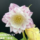 お買い得一点物咲き進み株】加藤農園 クリスマスローズ 4.5号（KT46